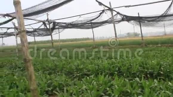 农民收获芳香蔬菜视频的预览图