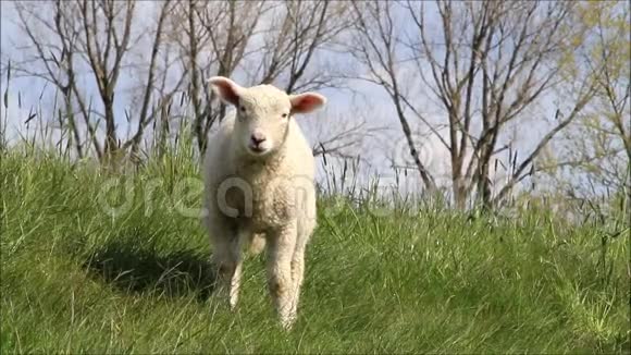 草地上可爱的羔羊视频的预览图