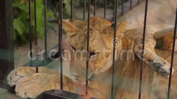 笼子里的狮子这只母狮子正在动物园里休息一群狮子在动物园里休息视频的预览图