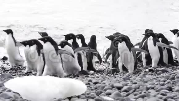 在海滩上的阿黛丽企鹅视频的预览图