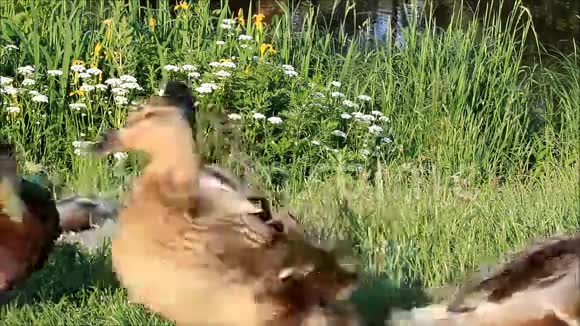 野鸭在大自然中视频的预览图
