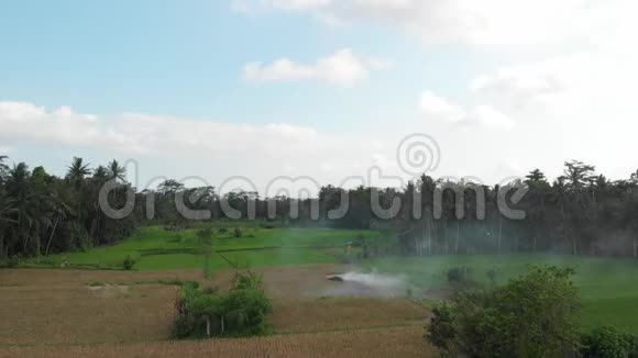 绿色背景巴厘岛稻田4K飞无人机视频青黄相接的景观稻田草地视频的预览图