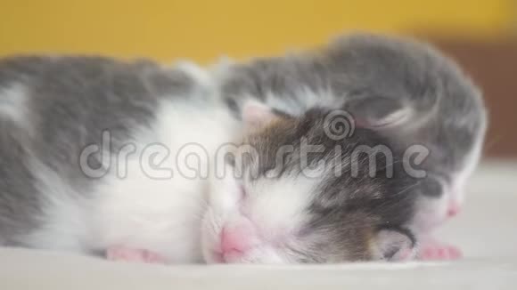 两只可爱的新生小猫在床上睡觉团队合作的生活方式宠物概念宠物概念小猫在小猫身上纹状的睡眠视频的预览图