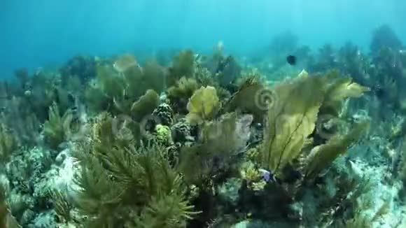 加勒比海美丽的珊瑚礁视频的预览图