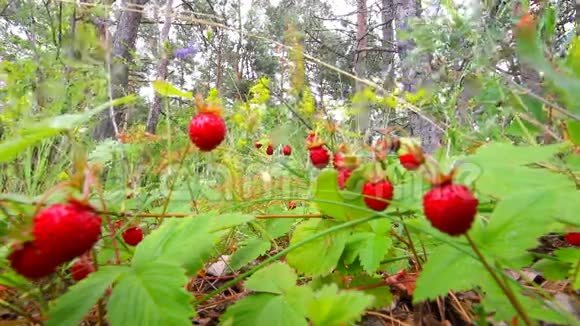 野草莓视频的预览图
