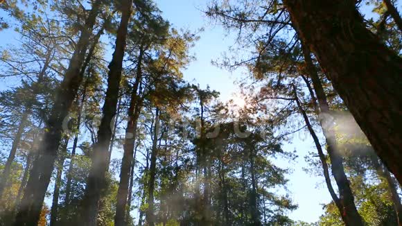 有阳光的松林视频的预览图