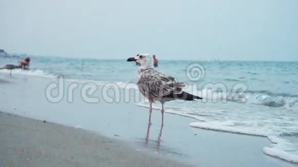 海上海岸线海滩的海鸥视频的预览图