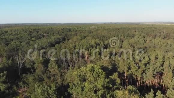 松林鸟瞰无人机松木公园的俯视图视频的预览图