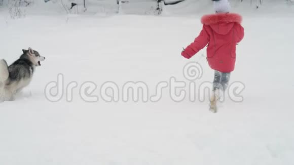 小女孩在户外雪地上慢动作玩西伯利亚哈士奇狗视频的预览图