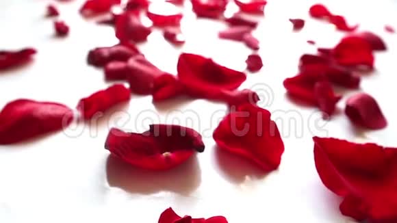 玫瑰花瓣视频的预览图