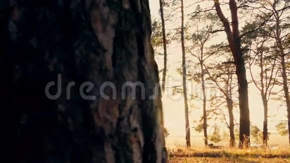 日落时的秋林视频的预览图