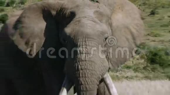 南非长象牙的大象视频的预览图