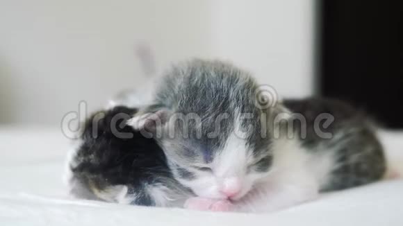 搞笑视频两只可爱的新生小猫在床上集体睡觉生活方式宠物概念宠物概念小猫条纹视频的预览图