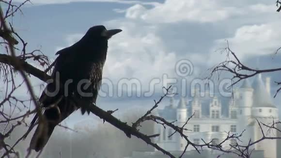 黑鸟乌鸦坐枝干木视频的预览图