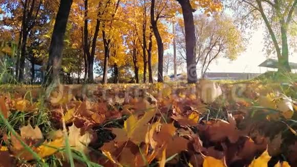 走在秋天美丽多彩的森林里视频的预览图