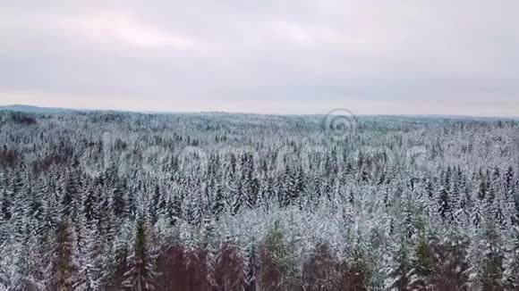 在寒冷的冬天在大森林上空飞翔视频的预览图