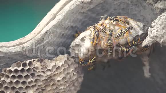 黄蜂生活方式屋檐下害虫黄蜂窝野生黄蜂慢动作视频过敏危险咬伤危险视频的预览图