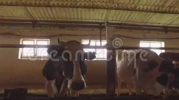 奶牛场里的牛群视频的预览图