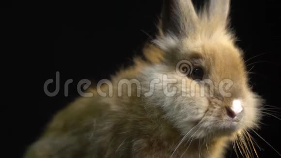 毛茸茸的小兔子坐在黑暗中慢吞吞地嗅着什么视频的预览图