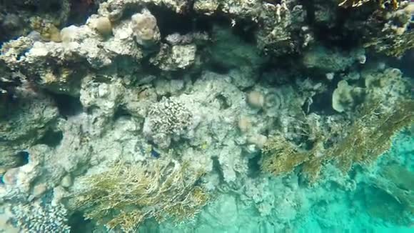 珊瑚礁上五颜六色的鱼红海视频的预览图