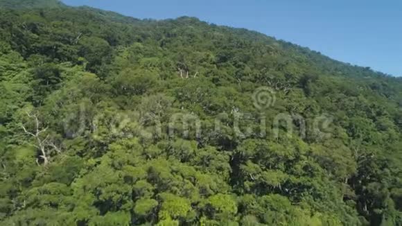 带雨林的山景观视频的预览图