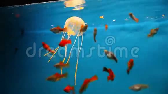 水族馆背景蓝色平静的鱼游草视频的预览图