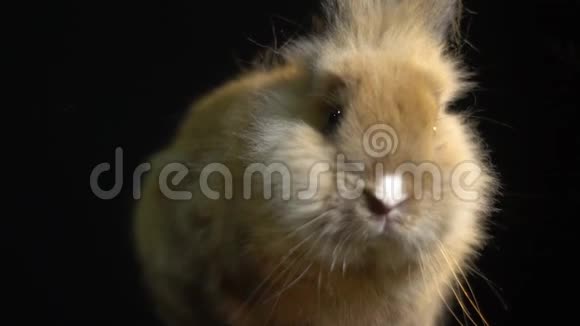 可爱的家兔在黑暗中慢吞吞地吸鼻子视频的预览图
