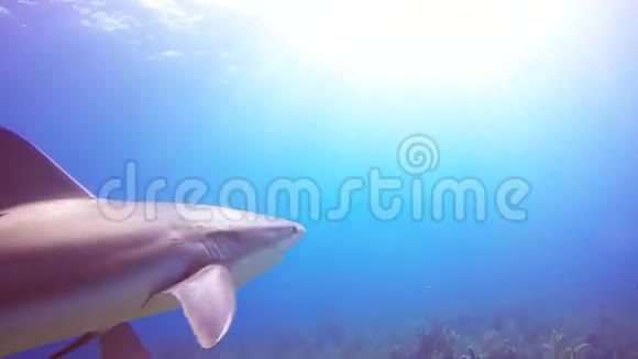 古巴ReinaJardindelaReina的加勒比礁鲨鱼视频的预览图