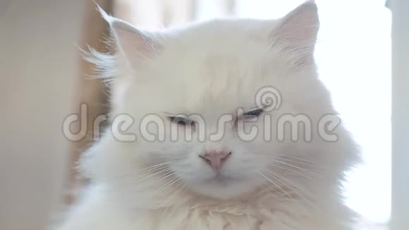 老白蓬松是睡猫画像老白猫坐在房子的窗户旁生活方式关闭了视频的预览图