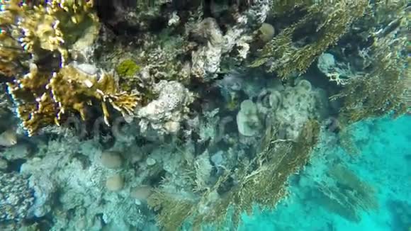 慢动作鱼在珊瑚礁中游动视频的预览图