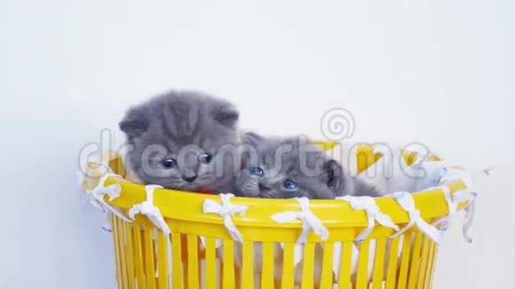 英国小猫在篮子里视频的预览图