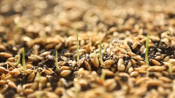 小麦绿芽生食饮食生长视频的预览图