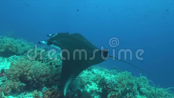 珊瑚礁上的曼塔射线4k视频的预览图