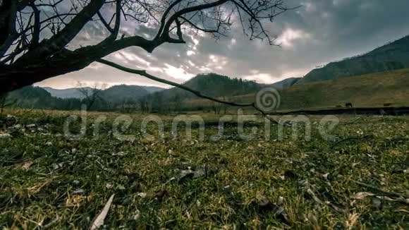 死亡树和枯黄的草在云和太阳光线的蒙天景观的时间流逝水平滑块运动视频的预览图