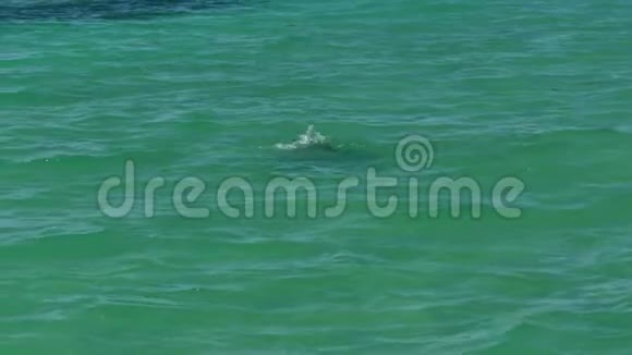 海豚在水里玩得很开心视频的预览图