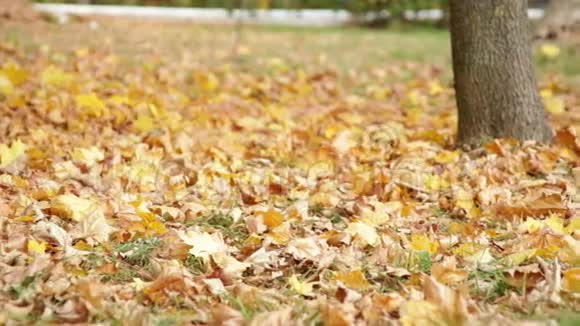 草地上有黄叶的秋天公园视频的预览图