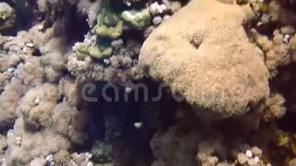 红海的珊瑚和鱼类视频的预览图