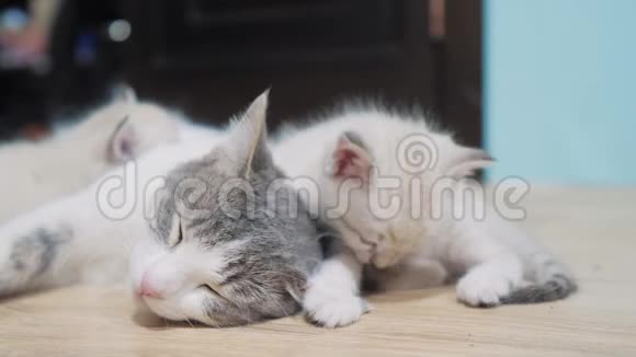 小可爱的小猫睡在猫妈妈旁边猫家庭关心爱友谊和理解可爱宠物搞笑视频视频的预览图