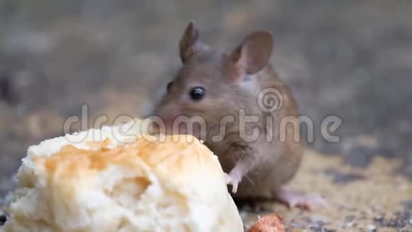 老鼠在城市花园里吃蛋糕视频的预览图