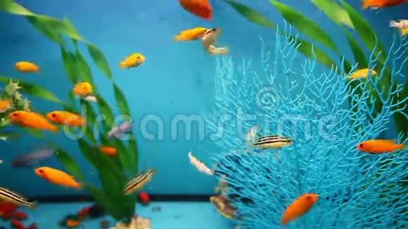蓝色水族馆背景平静鱼游草视频的预览图