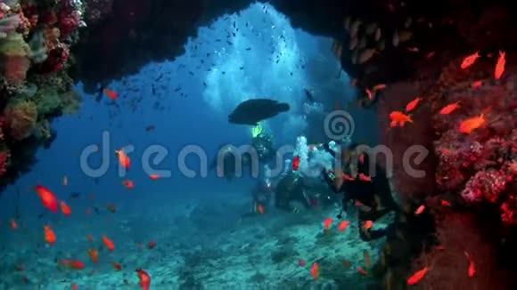 在马尔代夫的学校鱼背景下潜水视频的预览图