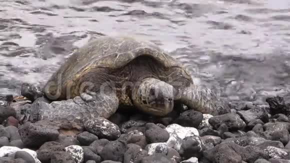 落基滩濒危绿海龟视频的预览图