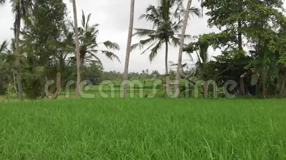 绿色背景巴厘岛稻田4K飞无人机视频青黄相接的景观稻田草地大自然视频的预览图