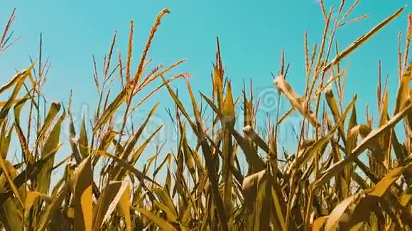 有机玉米田干熟生活方式玉米的农业概念玉米收获农业天然产品视频的预览图
