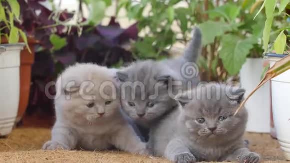 英国的小猫在花丛中视频的预览图