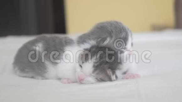 两只可爱的新生小猫在床上集体睡觉宠物概念宠物概念小猫条纹生活方式睡眠视频的预览图
