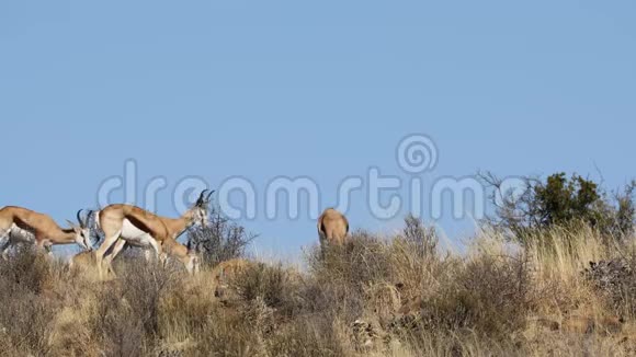 天然生境中的春羚羚羊视频的预览图