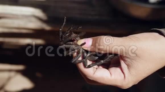 蜘蛛蜘蛛视频的预览图