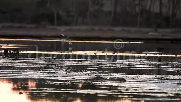 野生火烈鸟在保护区视频的预览图