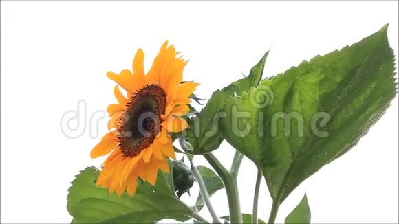 花园里的向日葵视频的预览图